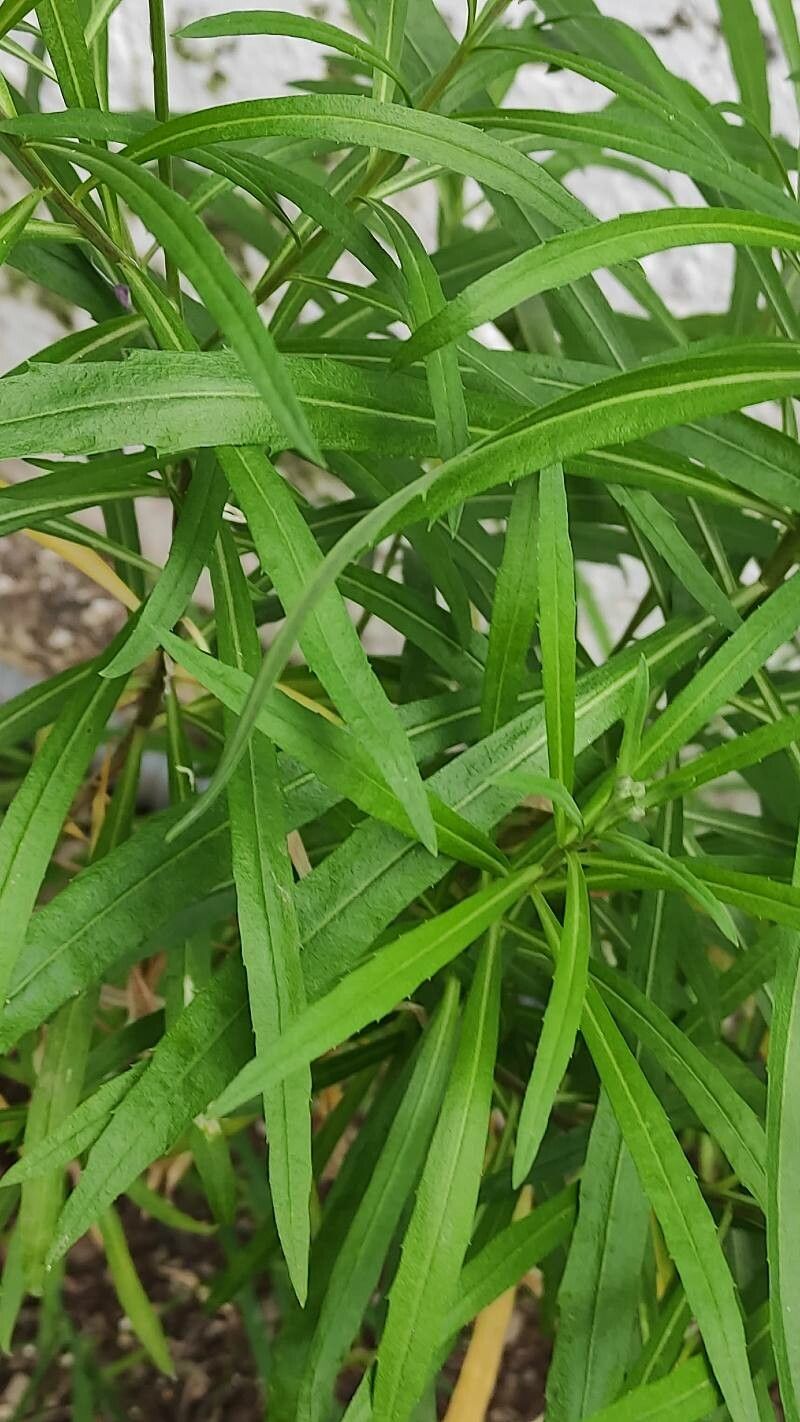 Teucrium bicolor — search result for 'Teucrium'