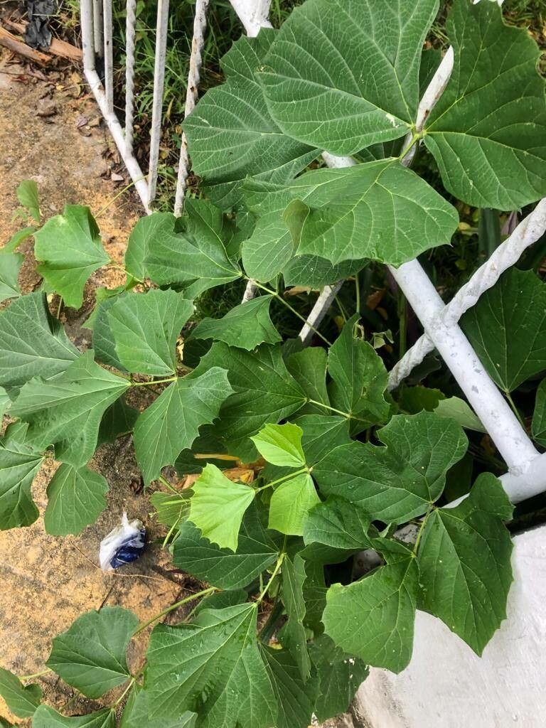 Pachyrhizus erosus leaf