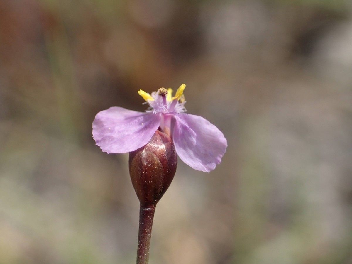Xyris filiformis flower