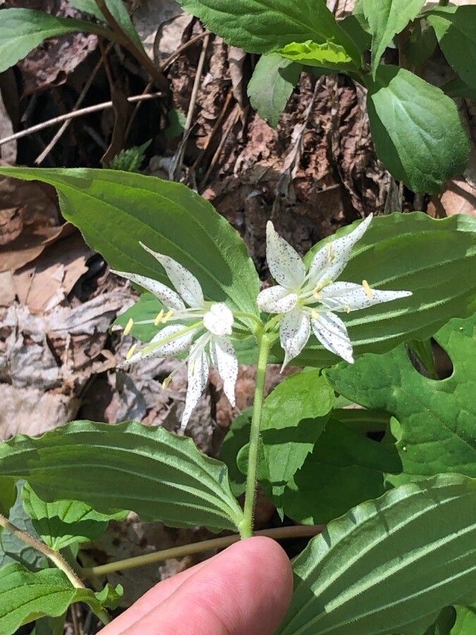 Prosartes maculata — houseplant care guide