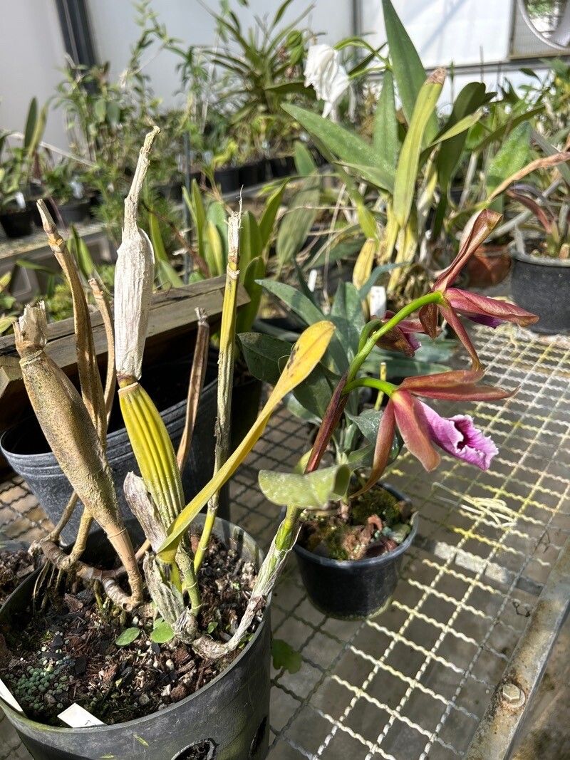 Cattleya tenebrosa habit