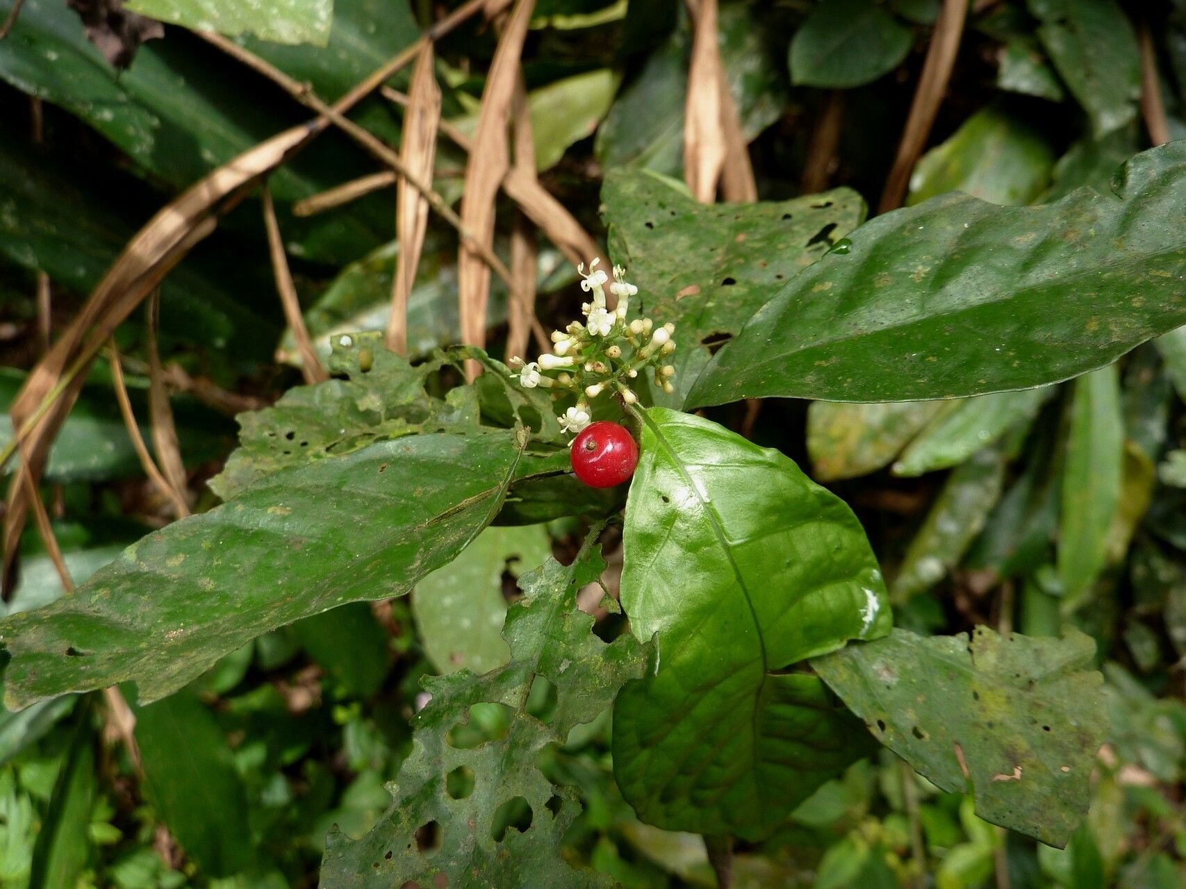 Psychotria rhizomatosa habit