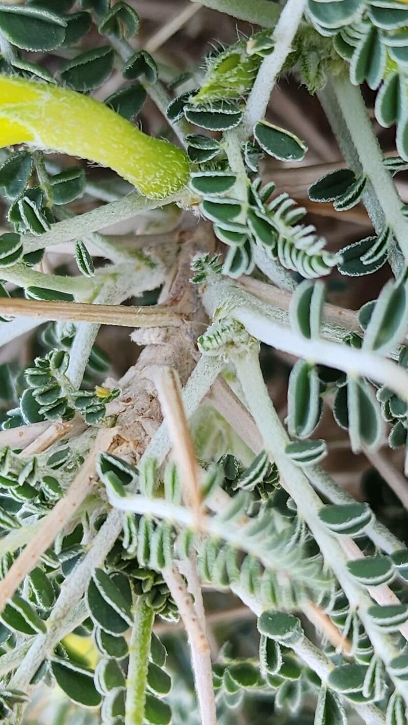 Astragalus sieberi bark