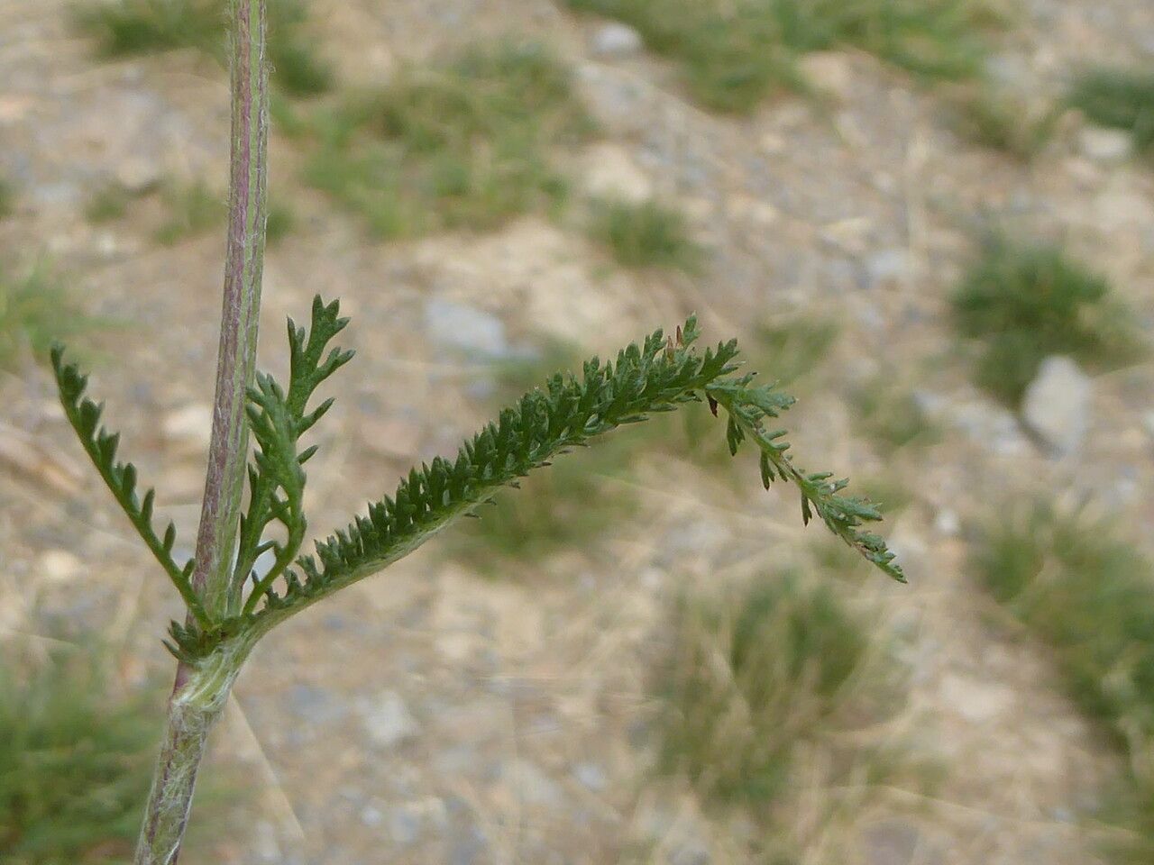 Achillea × roseoalba bark