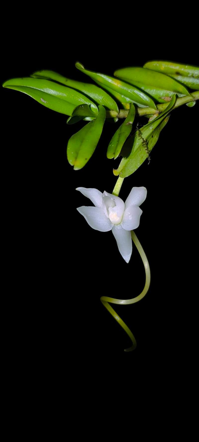 Angraecum amplexicaule habit