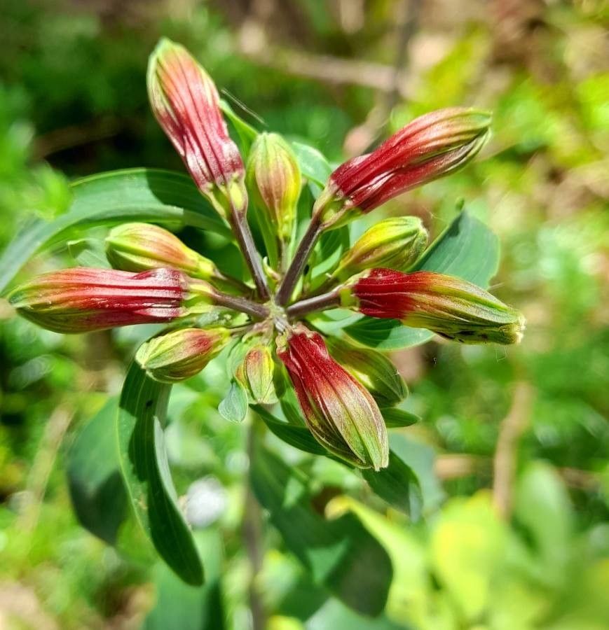 Alstroemeria psittacina flower