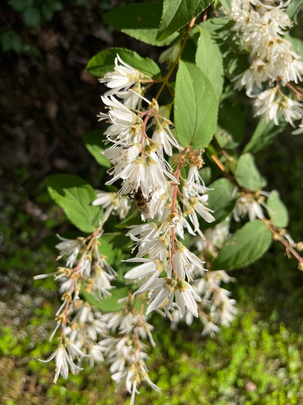 Deutzia corymbosa flower
