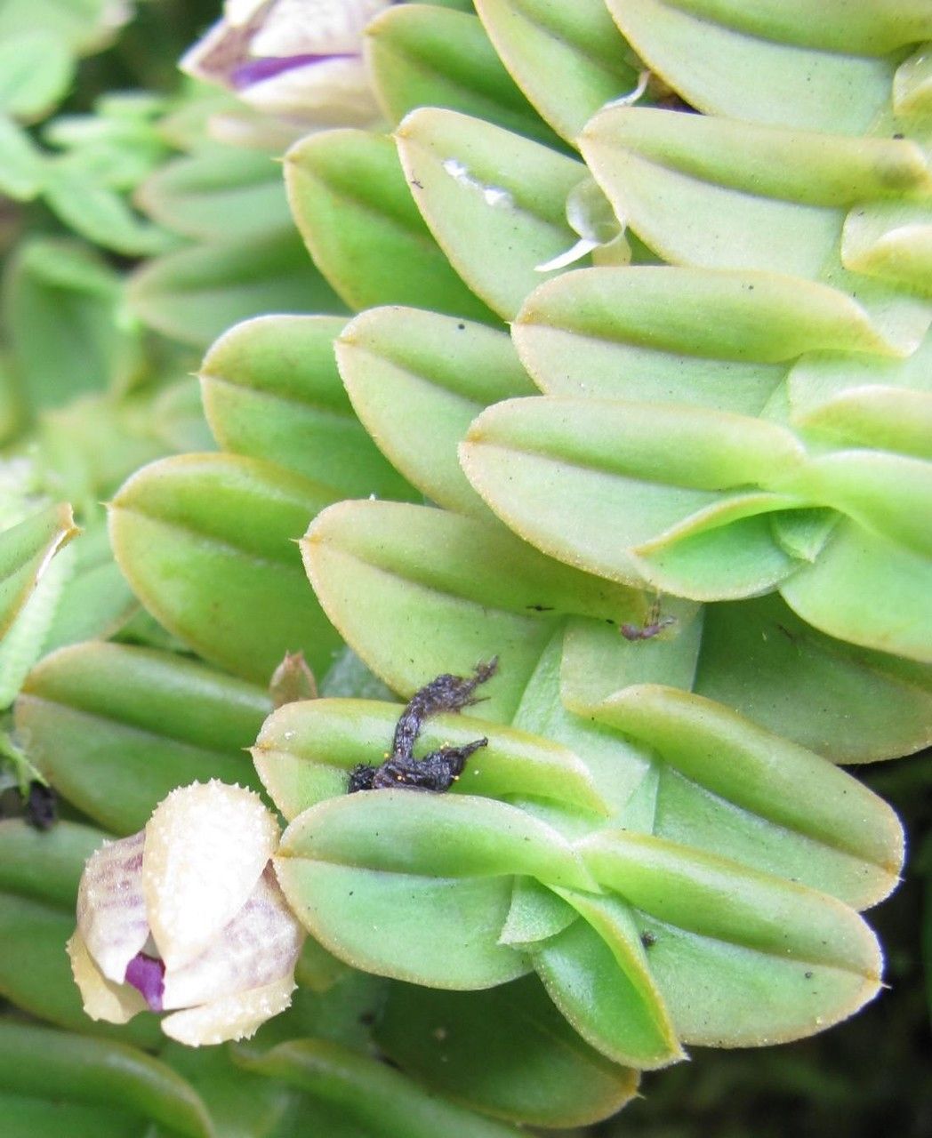 Dichaea cryptarrhena fruit