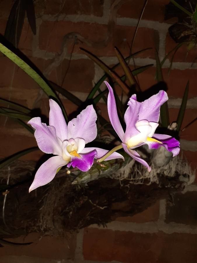 Laelia crawshayana — related species from the same genus