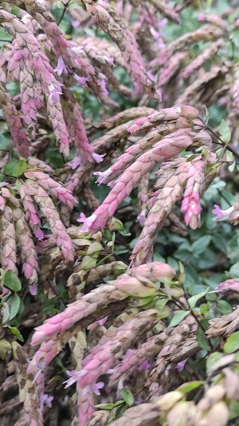 Origanum compactum flower