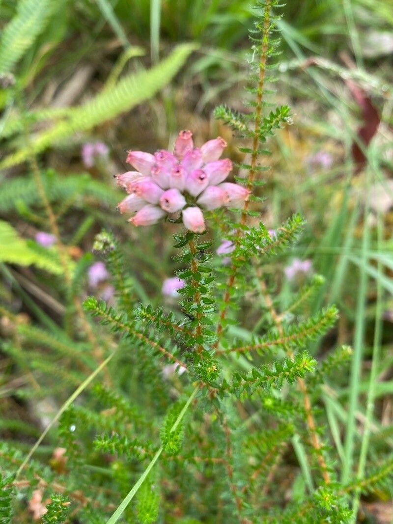 Erica mackaiana flower