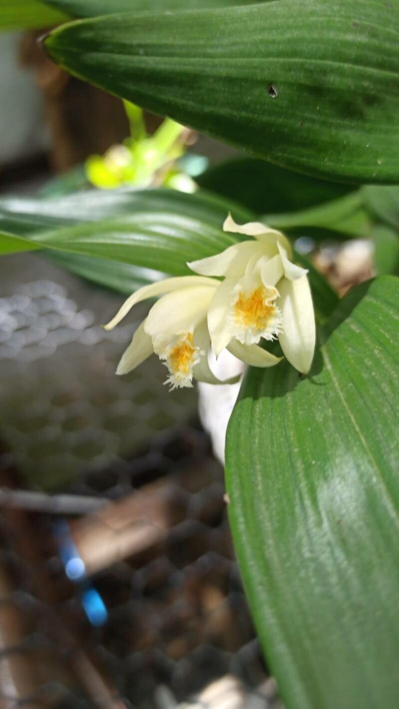 Sobralia bletiae flower