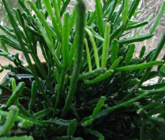 Rhipsalis sulcata — search result for 'Rhipsalis'