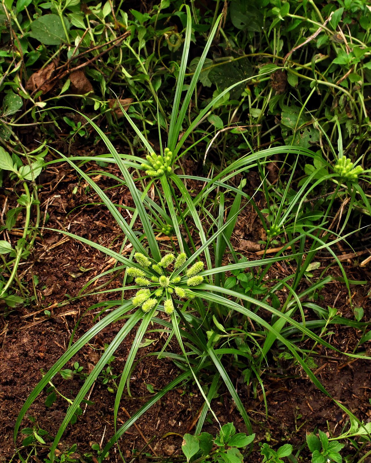 Cyperus cyperoides habit