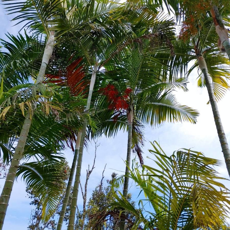 Carpentaria acuminata leaf