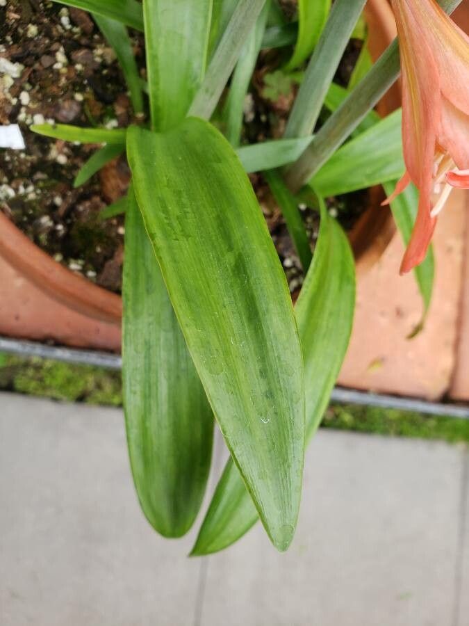 Hippeastrum petiolatum — search result for 'Hippeastrum'