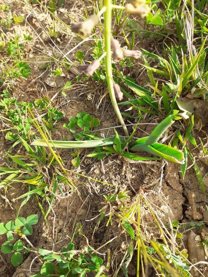 Muscari comosum — search result for 'Greece'