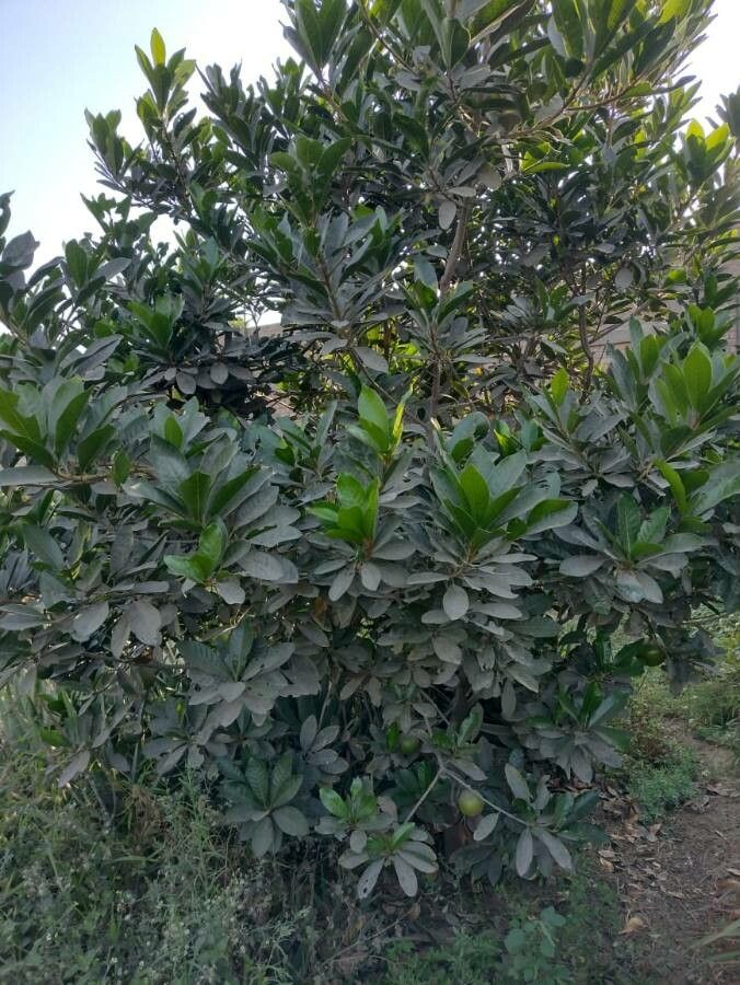 Pouteria lucuma — search result for 'Peru to Bolivia'