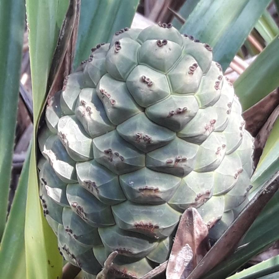 Pandanus decumbens — search result for 'Pandanus'
