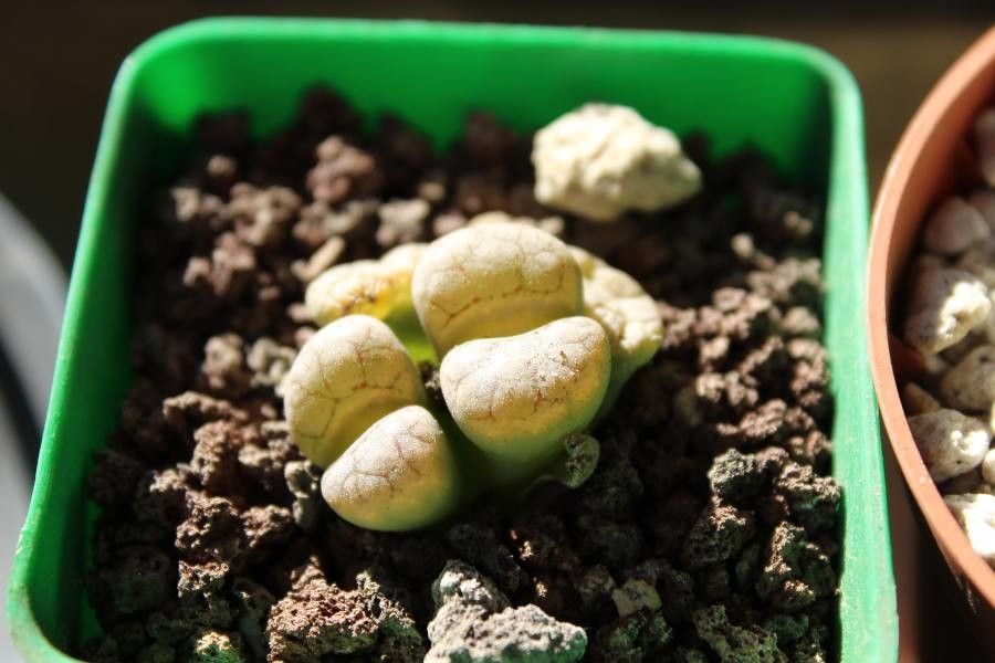 Lithops gracilidelineata — search result for 'Aizoaceae'