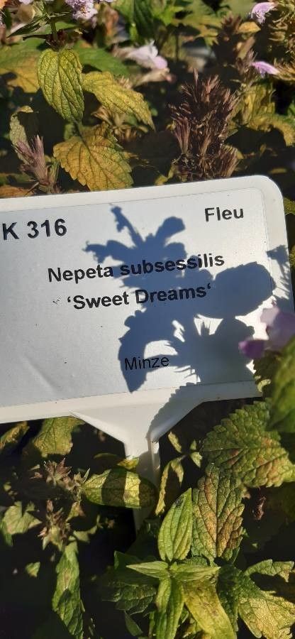 Nepeta subsessilis other