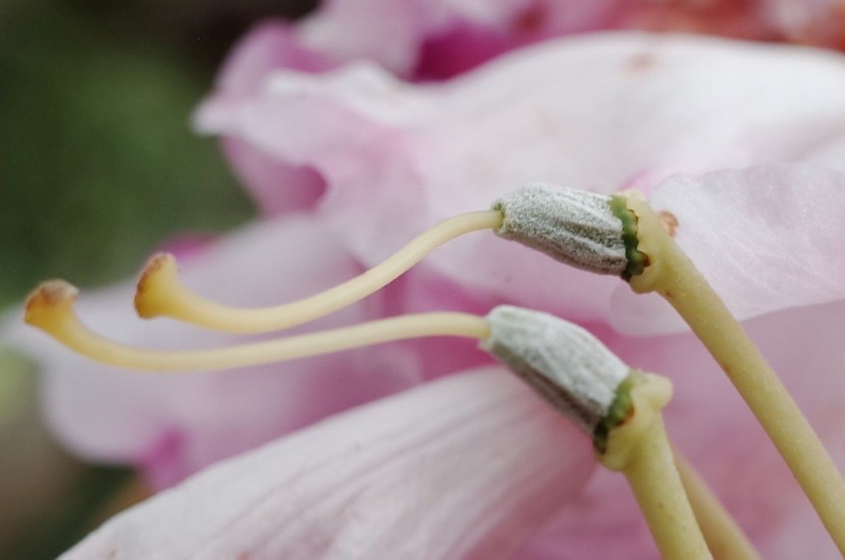 Rhododendron argyrophyllum fruit