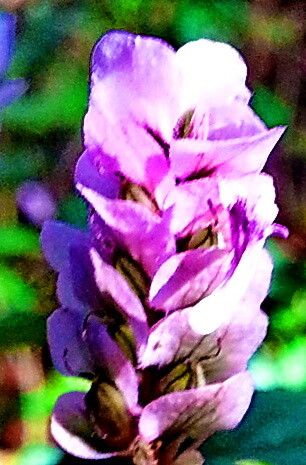 Justicia rhodoptera — search result for 'Justicia'