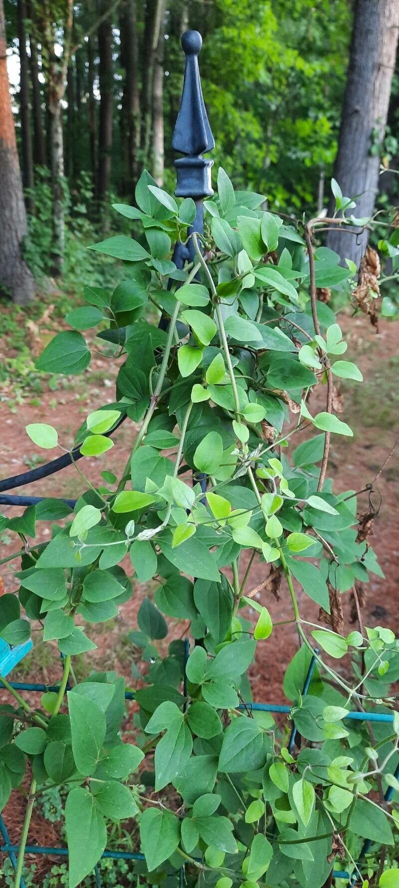 Jasminum fluminense leaf