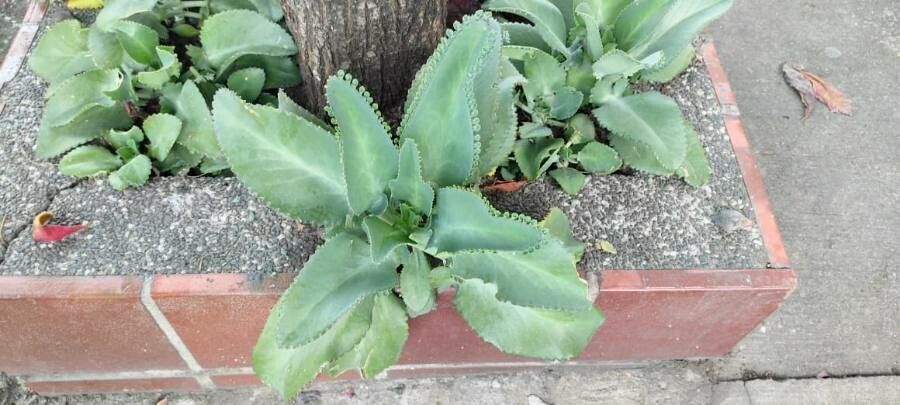 Kalanchoe ceratophylla leaf