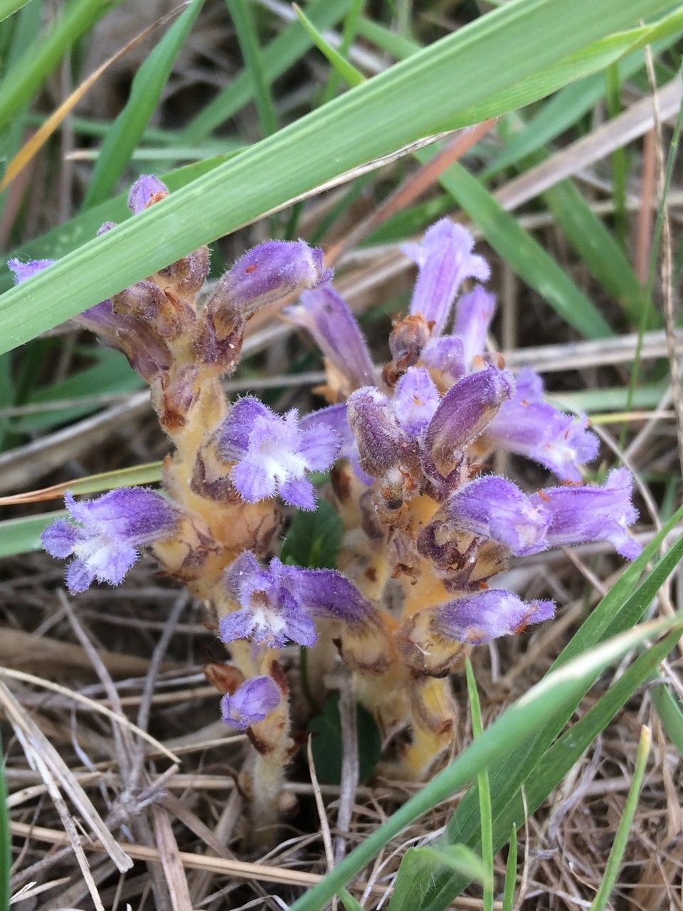 Phelipanche nana leaf