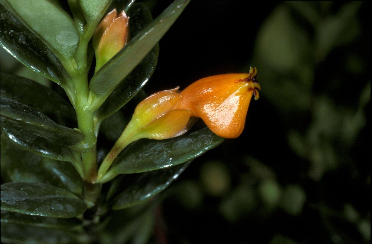 Nematanthus strigillosus flower