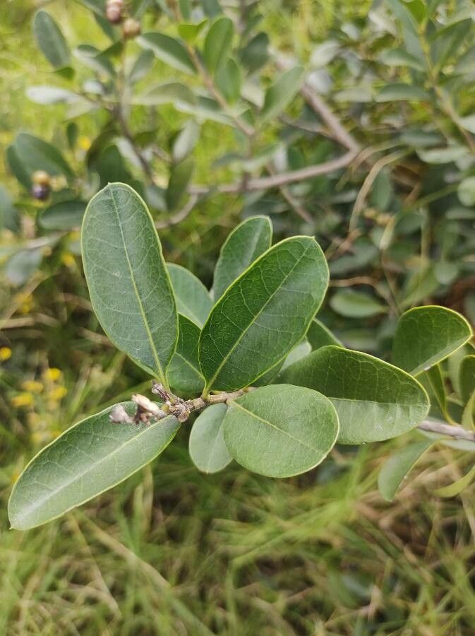 Citharexylum kunthianum — houseplant care guide
