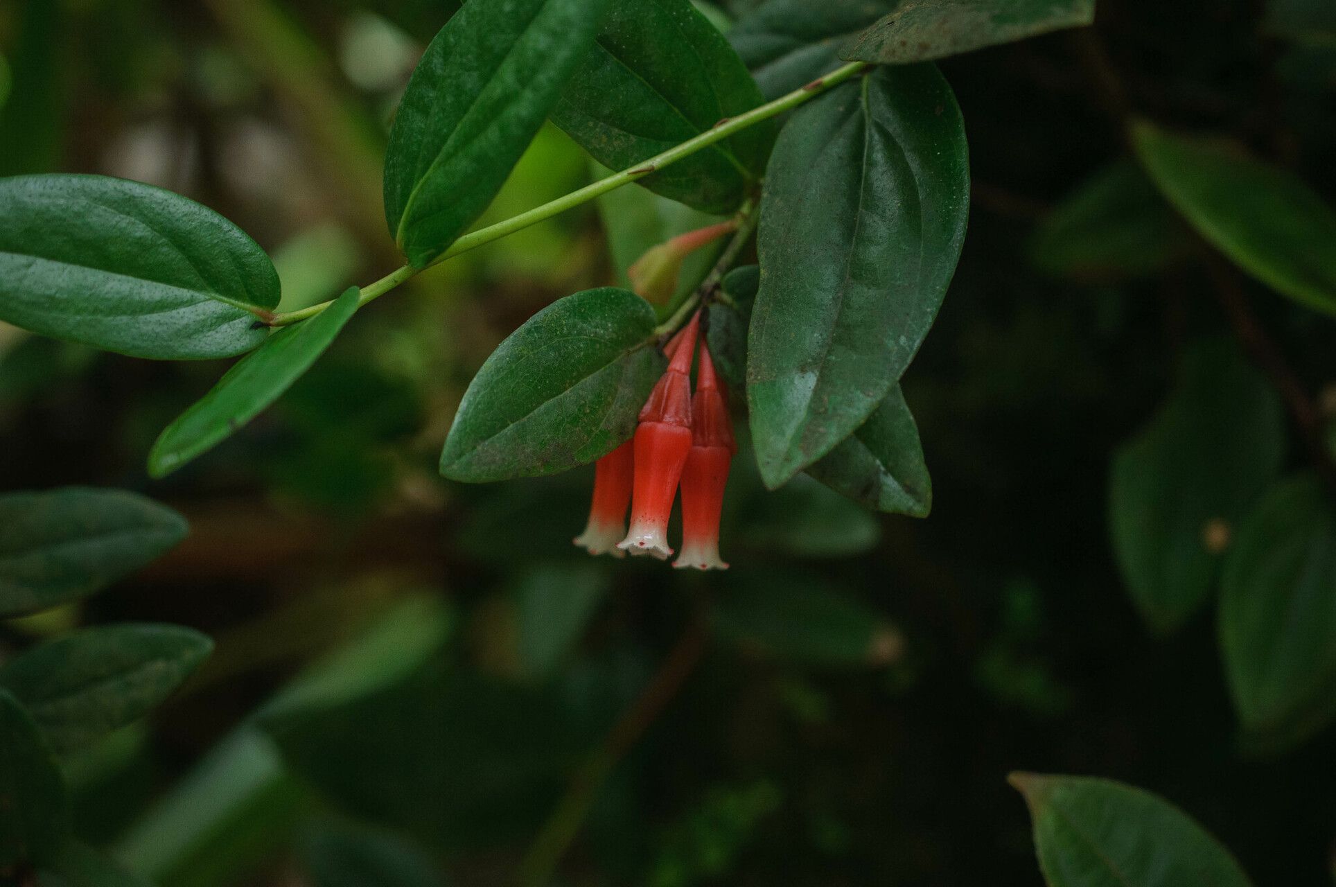 Macleania cordifolia — related species from the same genus
