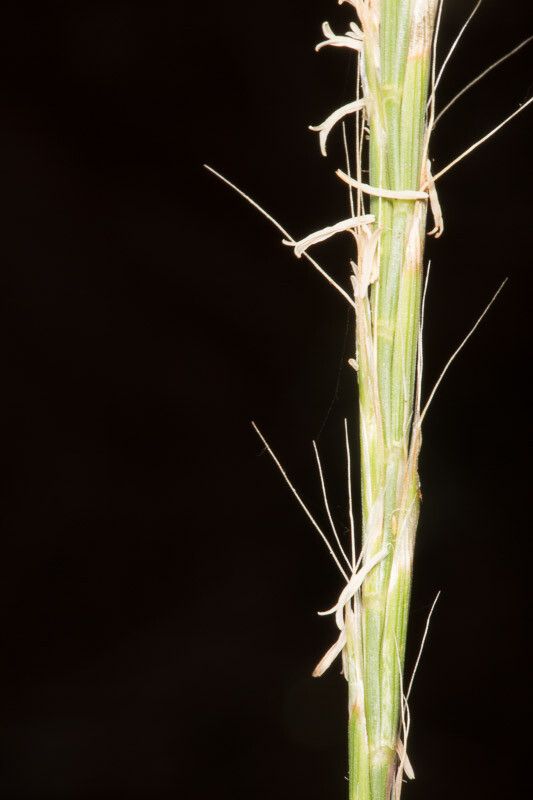 Gaudinia fragilis flower