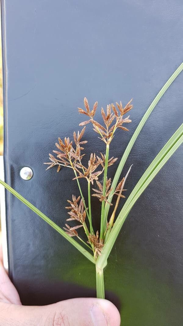 Cyperus badius flower