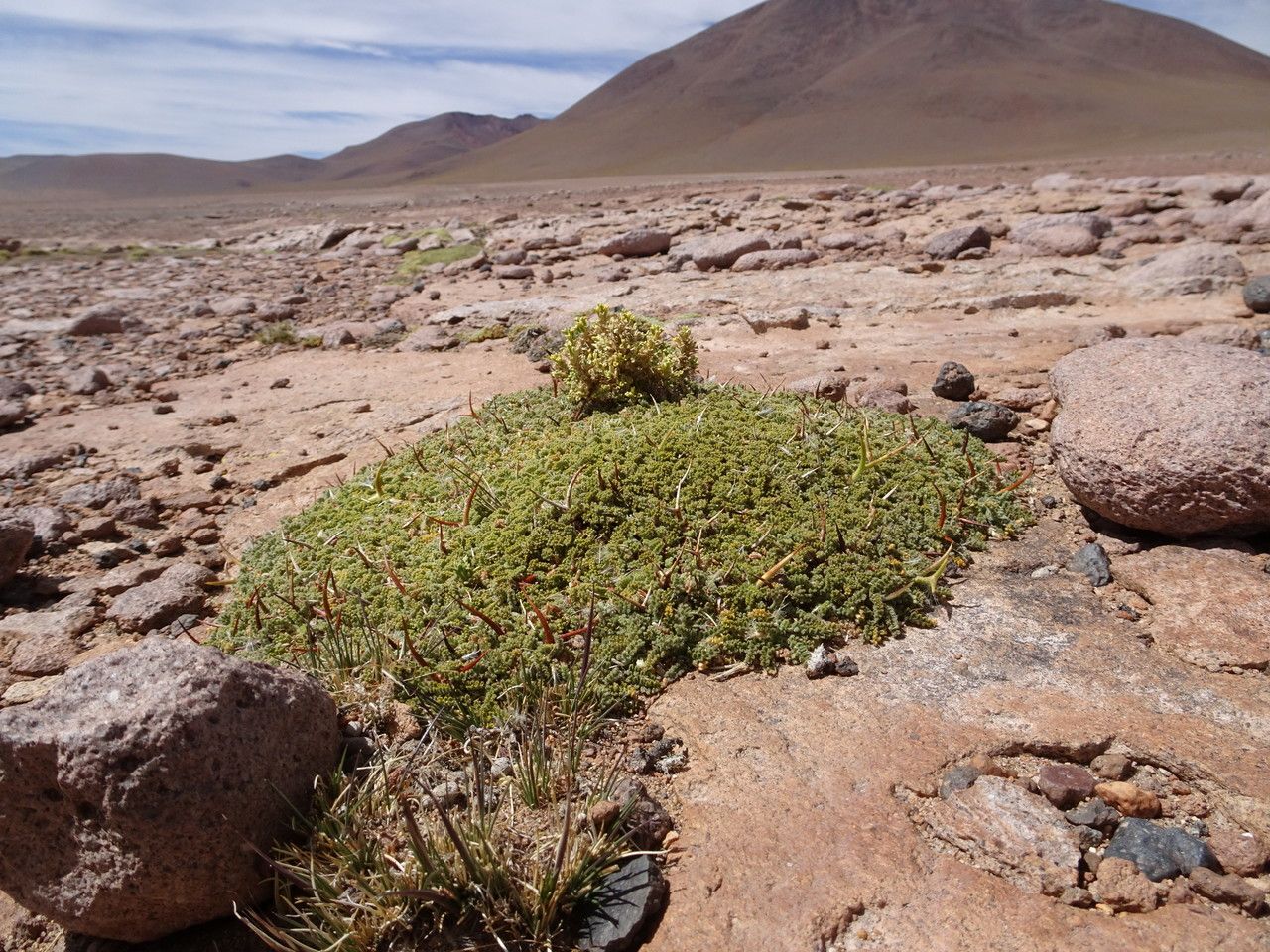 Adesmia occulta habit