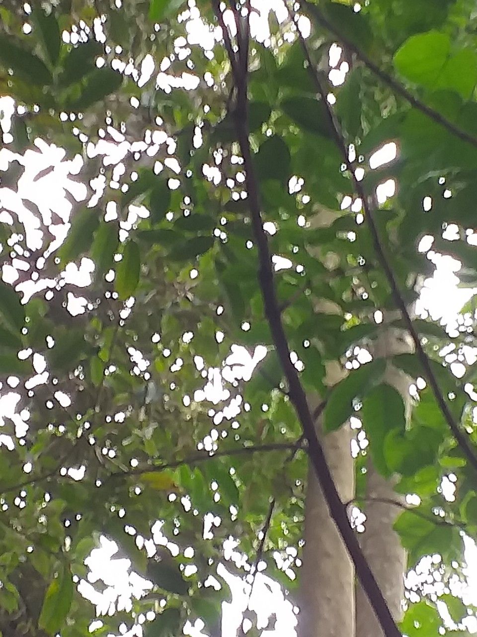 Markhamia lutea — search result for 'Bignoniaceae'