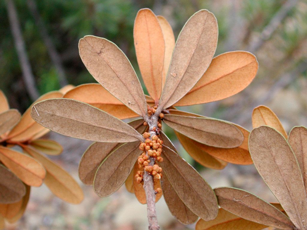 Pycnandra intermedia habit