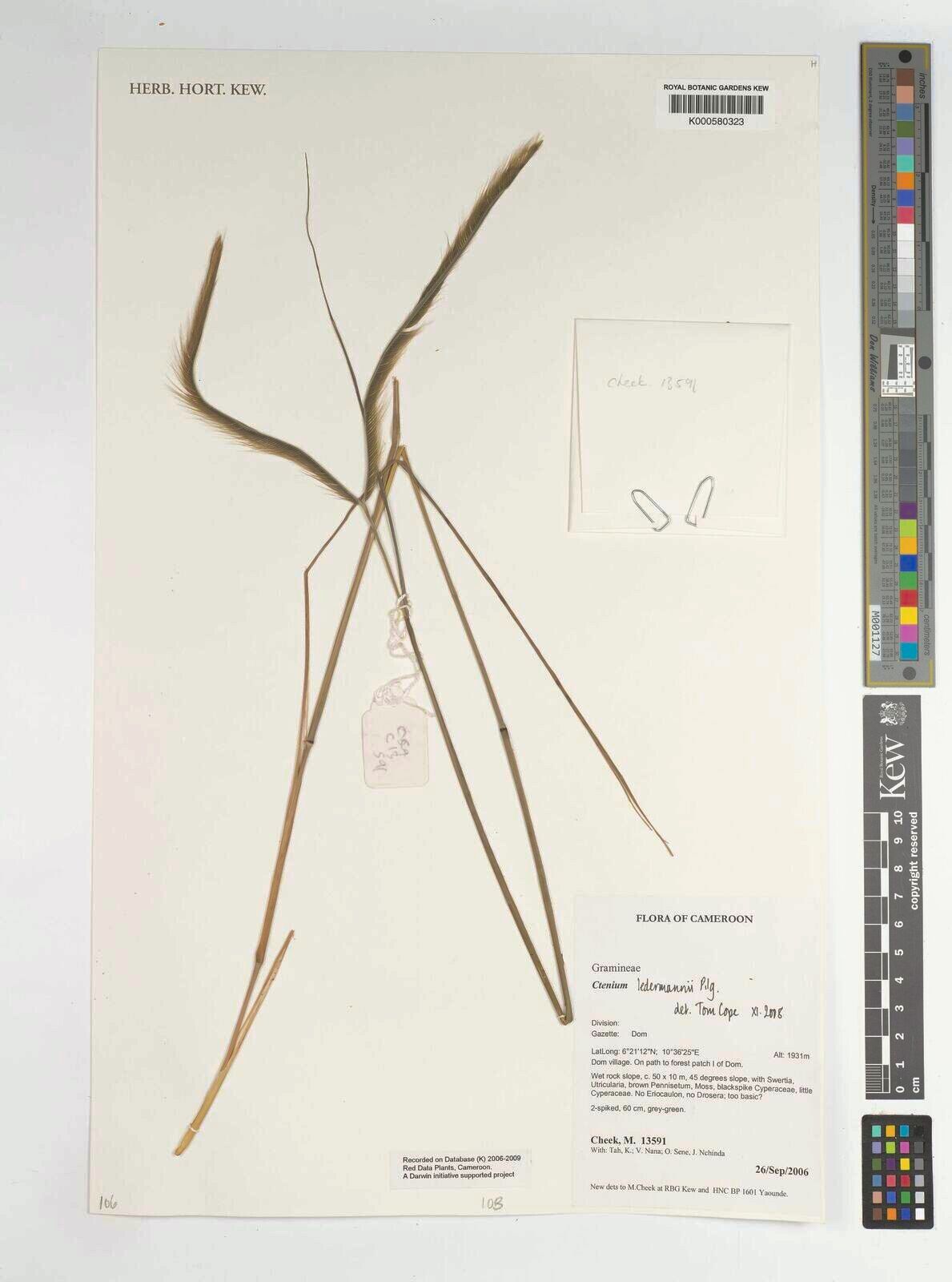 Ctenium ledermannii — related species from the same genus