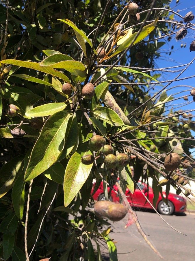 Buckinghamia celsissima fruit