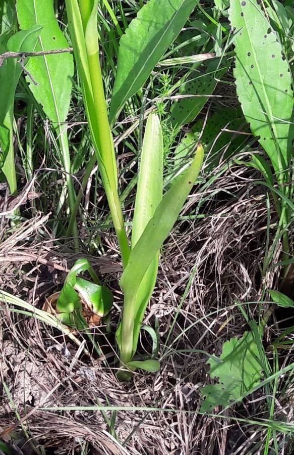 Dactylorhiza occitanica — search result for 'Tunisia'