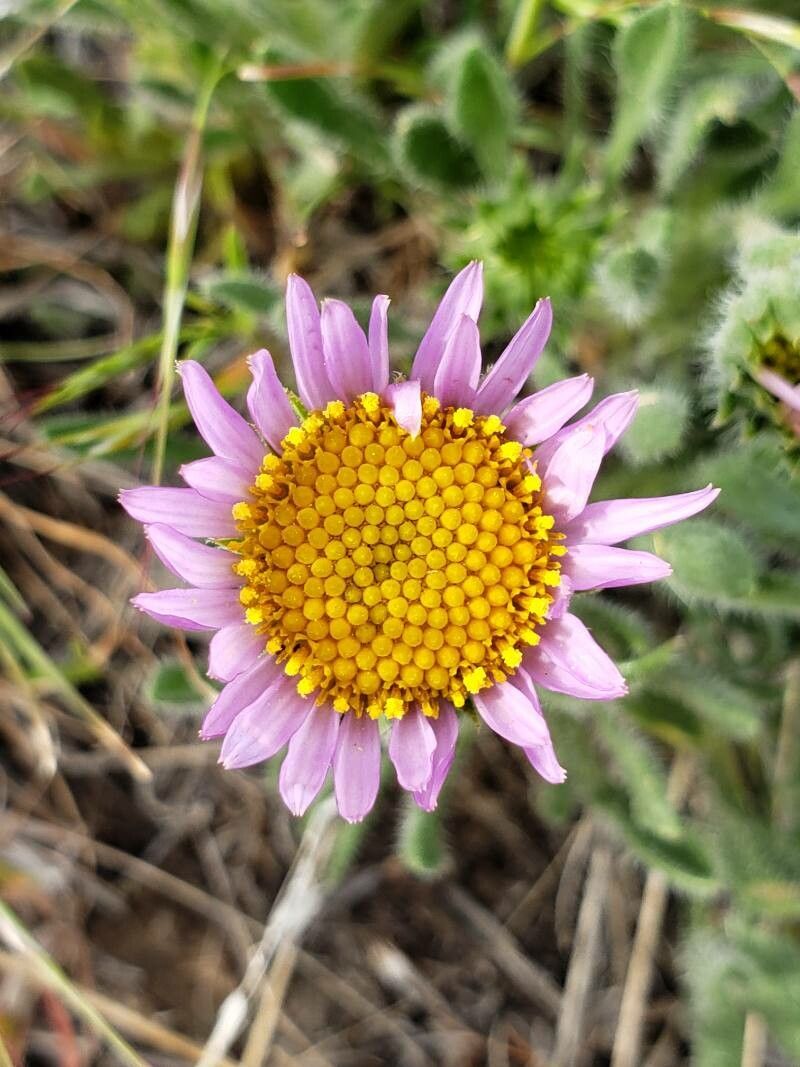 Erigeron poliospermus flower