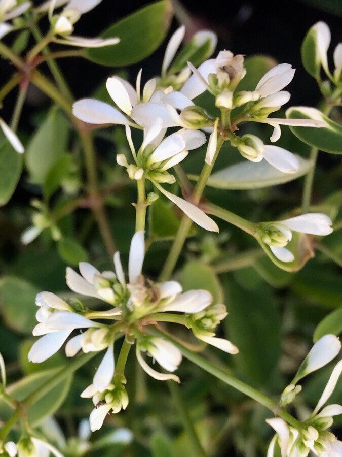 Chamaesyce hypericifolia flower