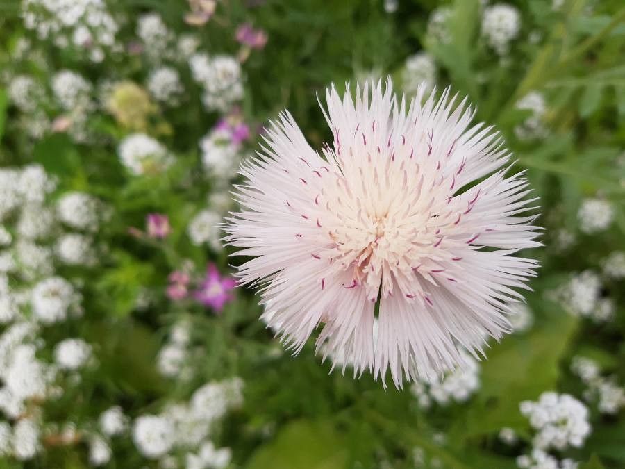 Tyrimnus leucographus flower
