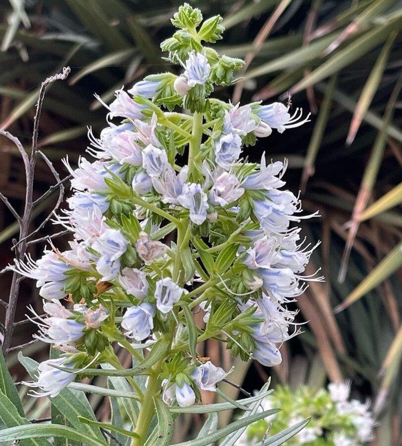 Echium decaisnei flower