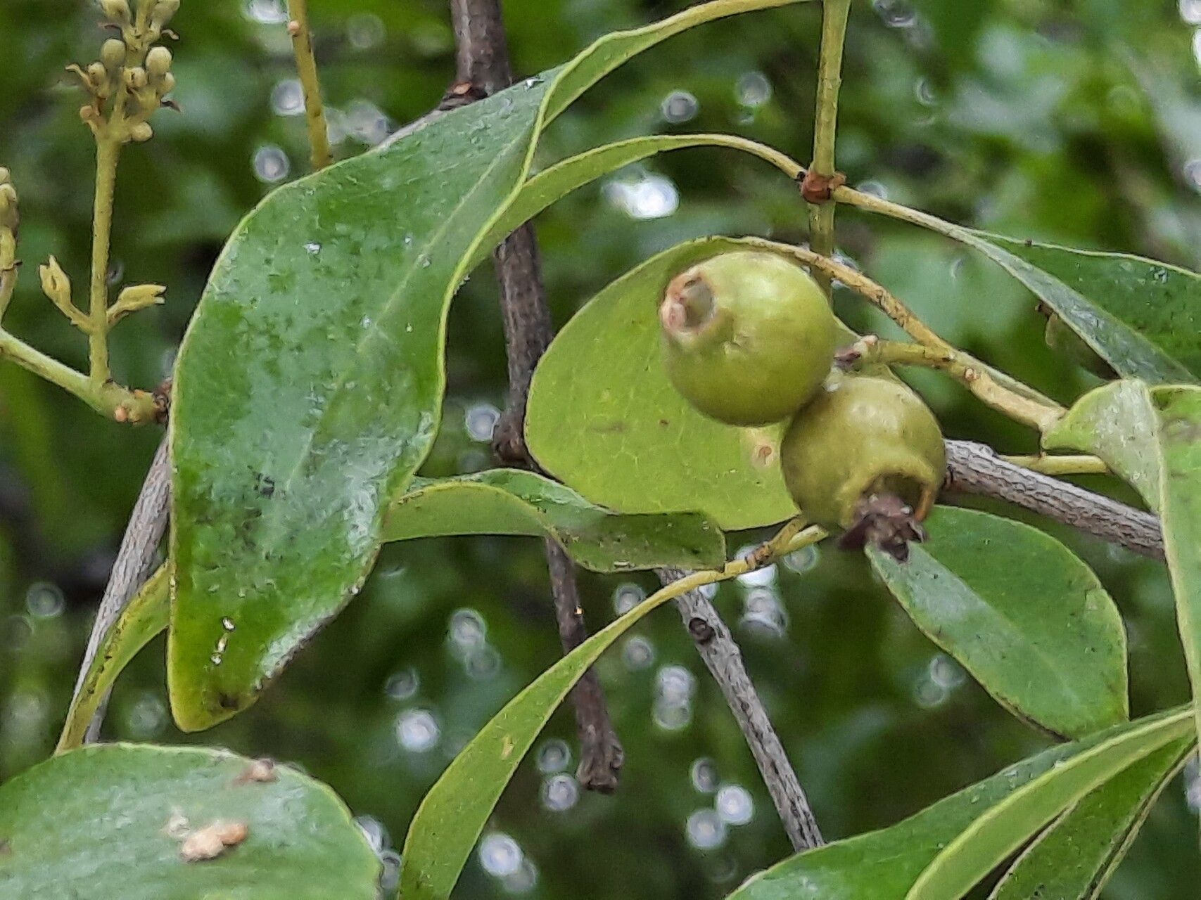Santalum album fruit