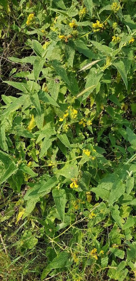 Phlomis viscosa flower