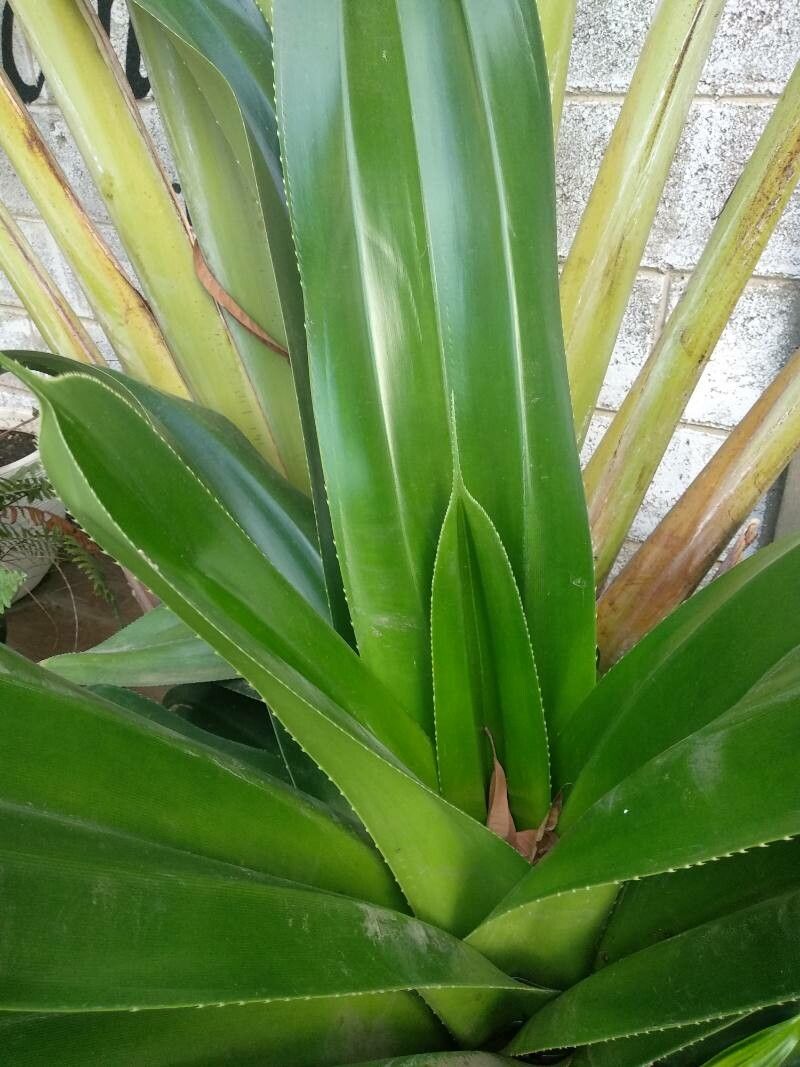 Pandanus dubius leaf