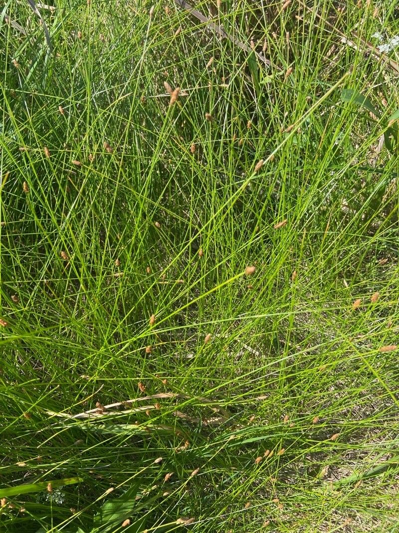 Eleocharis compressa — search result for 'Eleocharis'
