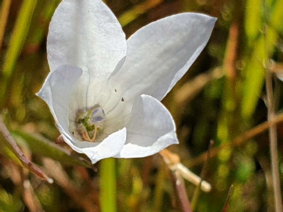 Wahlenbergia procumbens flower
